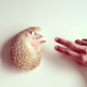 Illustration for article titled I Had No Clue Hedgehogs Were So Darn Cute